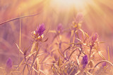Fototapeta Dmuchawce - Purple meadow flowers illuminated by sun rays 