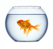 canvas print picture - Goldfish in a fishbowl isolated on white background