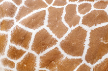 Giraffe Animal Skin Texture For Your Background And Pattern