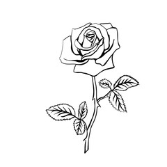 Wall Mural - Rose sketch.