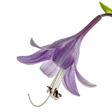 Purple Flower Of The Hosta (funkia), Isolated On White Backgroun