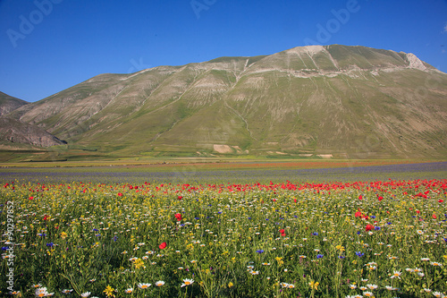 Fototapeta na wymiar La fioritura di Castelluccio di Norcia, cielo azzurro