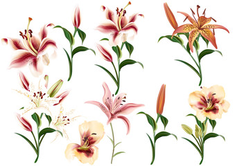 Wall Mural - Collection of realistic flowers of lilies