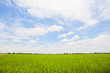 Rice greenfield