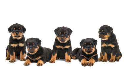 Wall Mural - Five cute rottweiler puppy dogs in a row sitting and lying down isolated on a white background