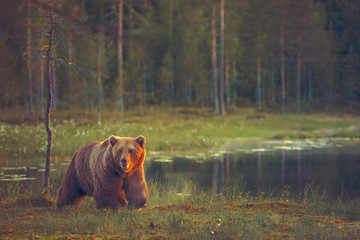 Wall Mural - big male bear walking in the bog at sunset