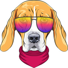 Wall Mural - vector hipster serious dog Beagle in glasses