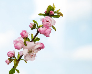 Canvas Print - Sakura blossom