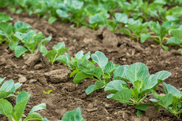 Wall Mural - Cabbage field