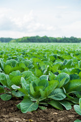 Wall Mural - Cabbage field