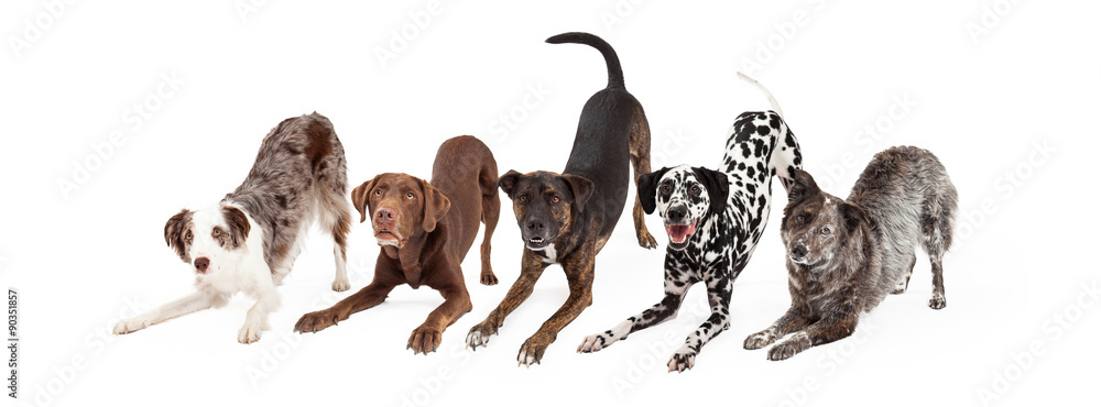 Five Playful Dogs Bowing - obrazy, fototapety, plakaty 