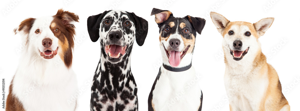 Four Happy Dog Closeups - obrazy, fototapety, plakaty 
