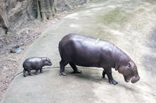 Baby Pygmy Hippopotamus With Morther