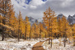 Larch trees in fall after first snow, Banff NP, Canada