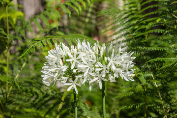 Agapanthus Africanus, African Lily, Coroas de Henrique