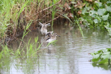 Wall Mural - Greater painted snipe (Rostratula benghalensis) in Japan