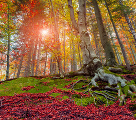 upward view of colorful autumn trees in forest