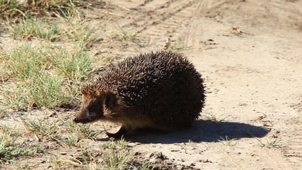 Canvas Print - hedgehog in wild habitat