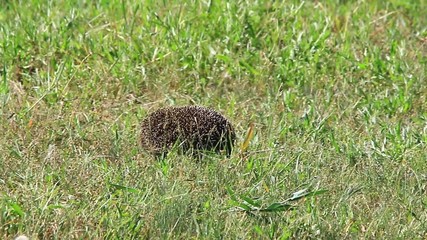 Sticker - hedgehog in wild habitat