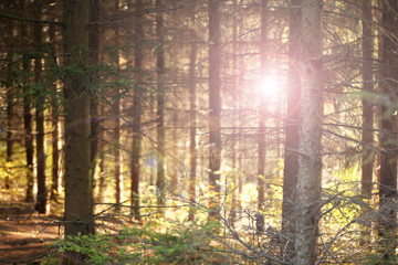 Wall Mural - Trees in forest with sunlight