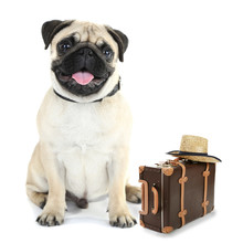 Funny Dog Tourist With Suitcase And Hat, Isolated On White