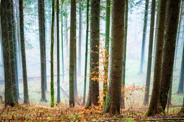 Wall Mural - Mysterious mist in the autumn forest