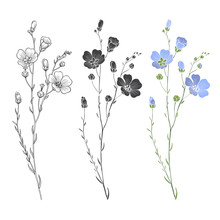  Flax Plant With Flowers And Buds. Vector Set. 