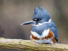 Female Belted Kingfisher Resting On Branch.