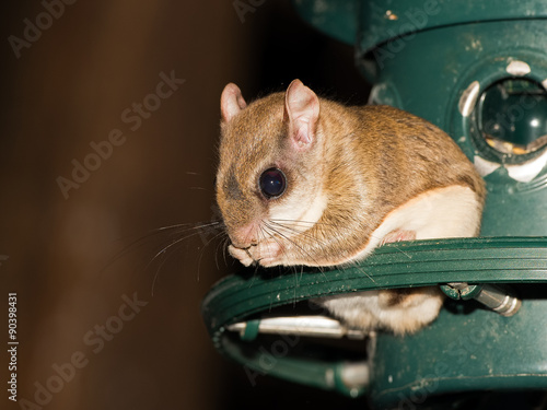 Southern Flying Squirrel Sitting On Bird Feeder Eating Buy This