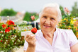 Elderly smiling woman sitting on the terrace, holding a strawberry