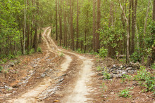 Dirt Road In The Jungle