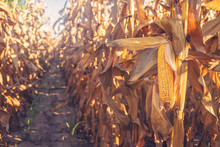 Harvest Ready Corn On Stalk In Maize Field