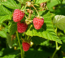 Several Ripe Red  Raspberries Growing On The Bush