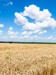 Canvas Print - country landscape with wheat plantation