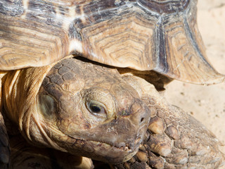 Big turtle (tortoise). Close view.