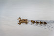 Ducklings following mother in water concept.