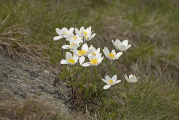 Wall Mural - alpine anemone