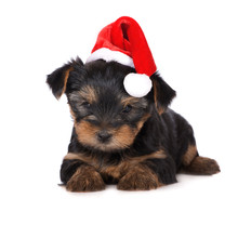 Adorable Yorkie Puppy In A Santa Hat