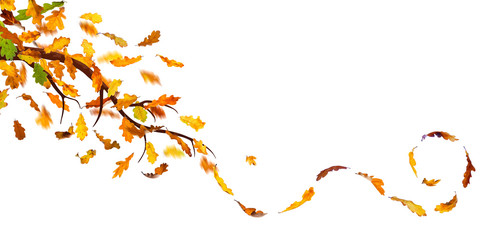 Wall Mural - Branch with autumn oak leaves falling down, isolated on white.