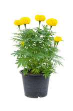 Marigold Flower In Pot Isolated On White Background