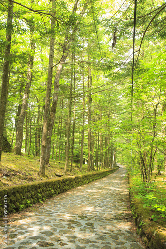 長野県軽井沢町 新緑の幸福の谷 Buy This Stock Photo And Explore Similar Images At Adobe Stock Adobe Stock