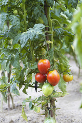 Tomatoes plants