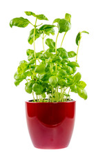 Isolated Basil Plant In A Ceramic Pot