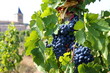 Vin, Vigne, Vignoble, Cotes Du Rhône, Vallée Du Rhône, France