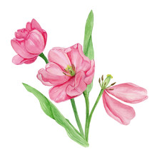 Watercolor Pink Tulip Flower Blossom With Green Leaves