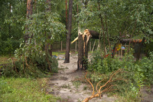 Trees After The Hurricane