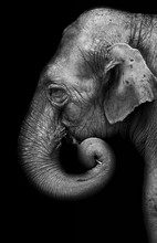 Portrait Of Elephant