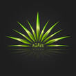 Agave vector design template