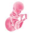 illustration of the fetal development - week 25