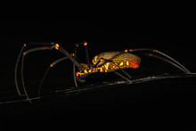 Scary Black And Yellow Spider With Long Legs. Macro Close Up.